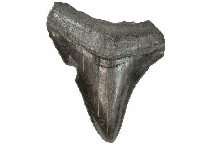 Serrated, Juvenile Megalodon Tooth - South Carolina #183086